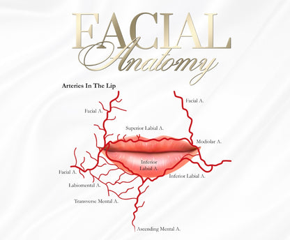 FREE DOCUMENT. FACIAL /LIP ANATOMY POSTERS x 6 . EDIT THEM ACCORDINGLY
